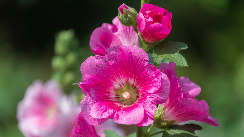 Pink hollyhock close-up