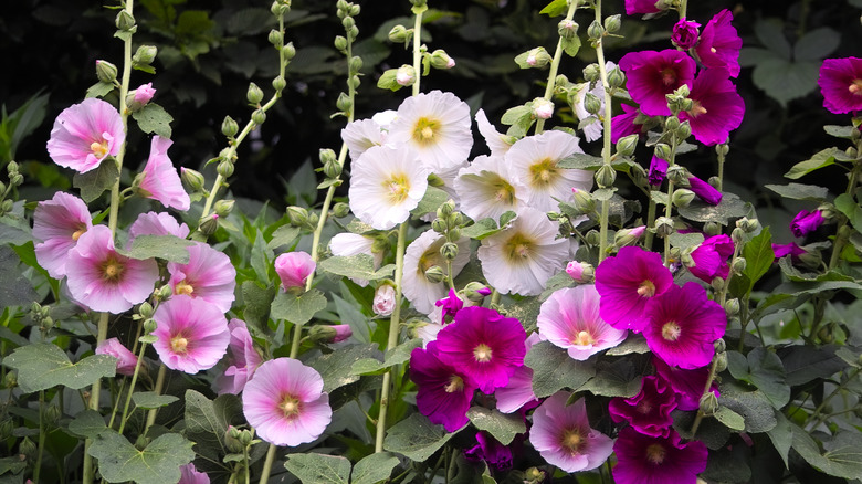 Pink, white, and purple hollyhocks