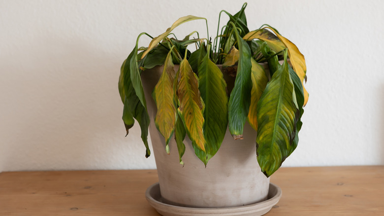 houseplant with drooping brown leaves