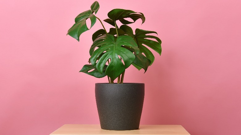 Fake plant, pink background