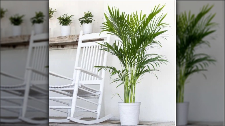 Home Depot's house plant