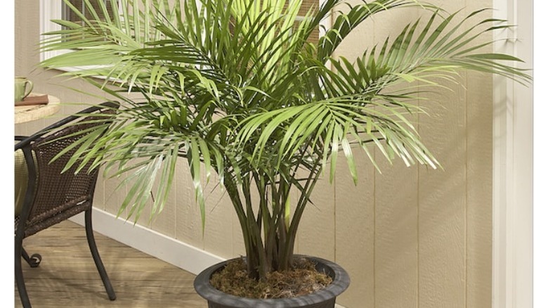 Lowe's house plant