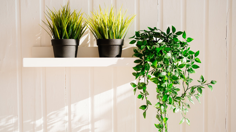 fake plants on a shelf