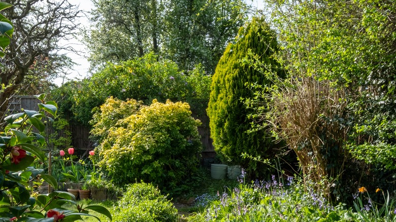 yard with overgrown landscaping