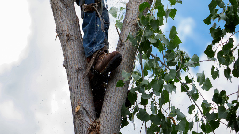 Man on a high tree trunk cutting it down