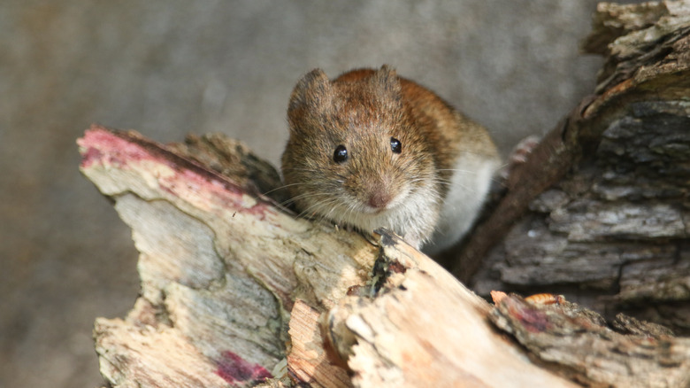 Mouse in a wood pile