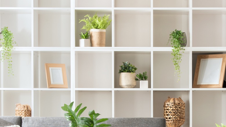 White bookshelf with plants