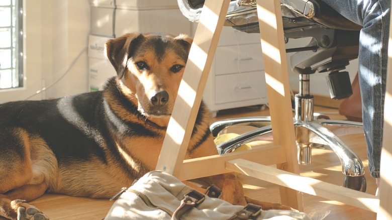 Dog sitting under sunny window