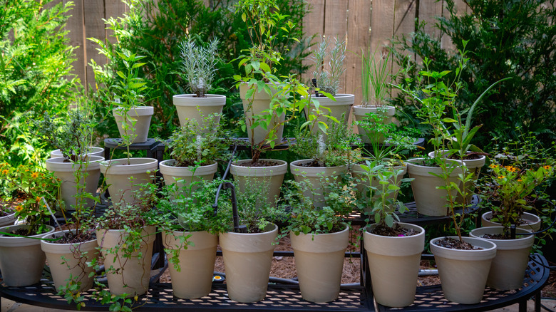 Assortment potted plants