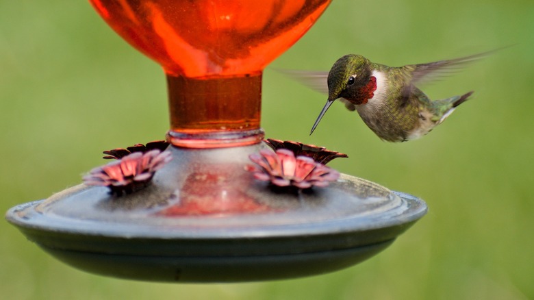 Hummingbird flying near feeder