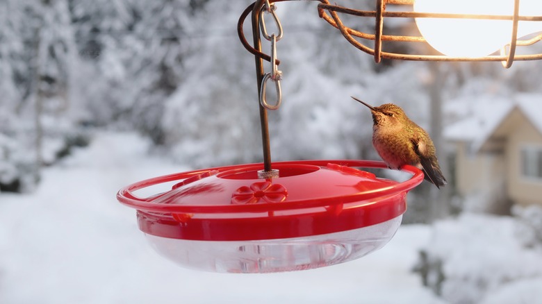 Hummingbird on feeder in winter