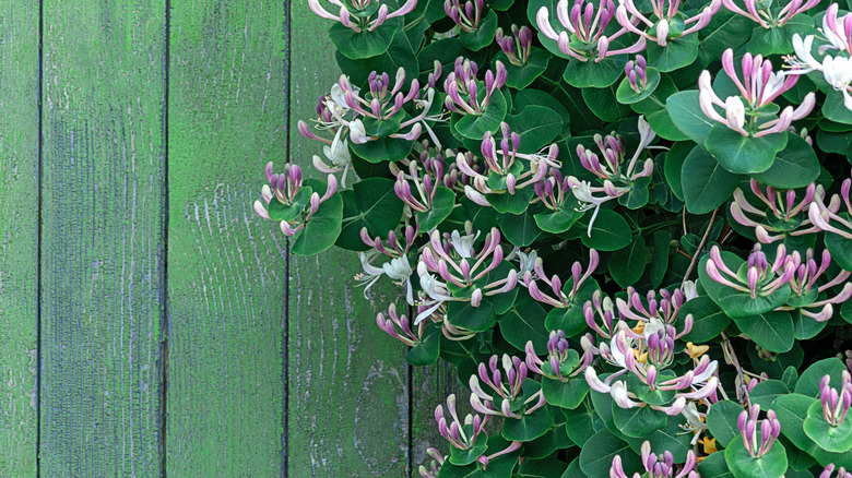 honeysuckle on a wooden fence