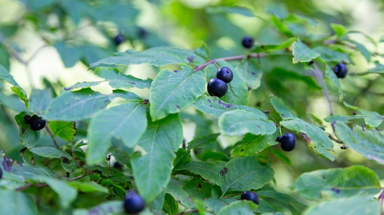 black honeysuckle berries