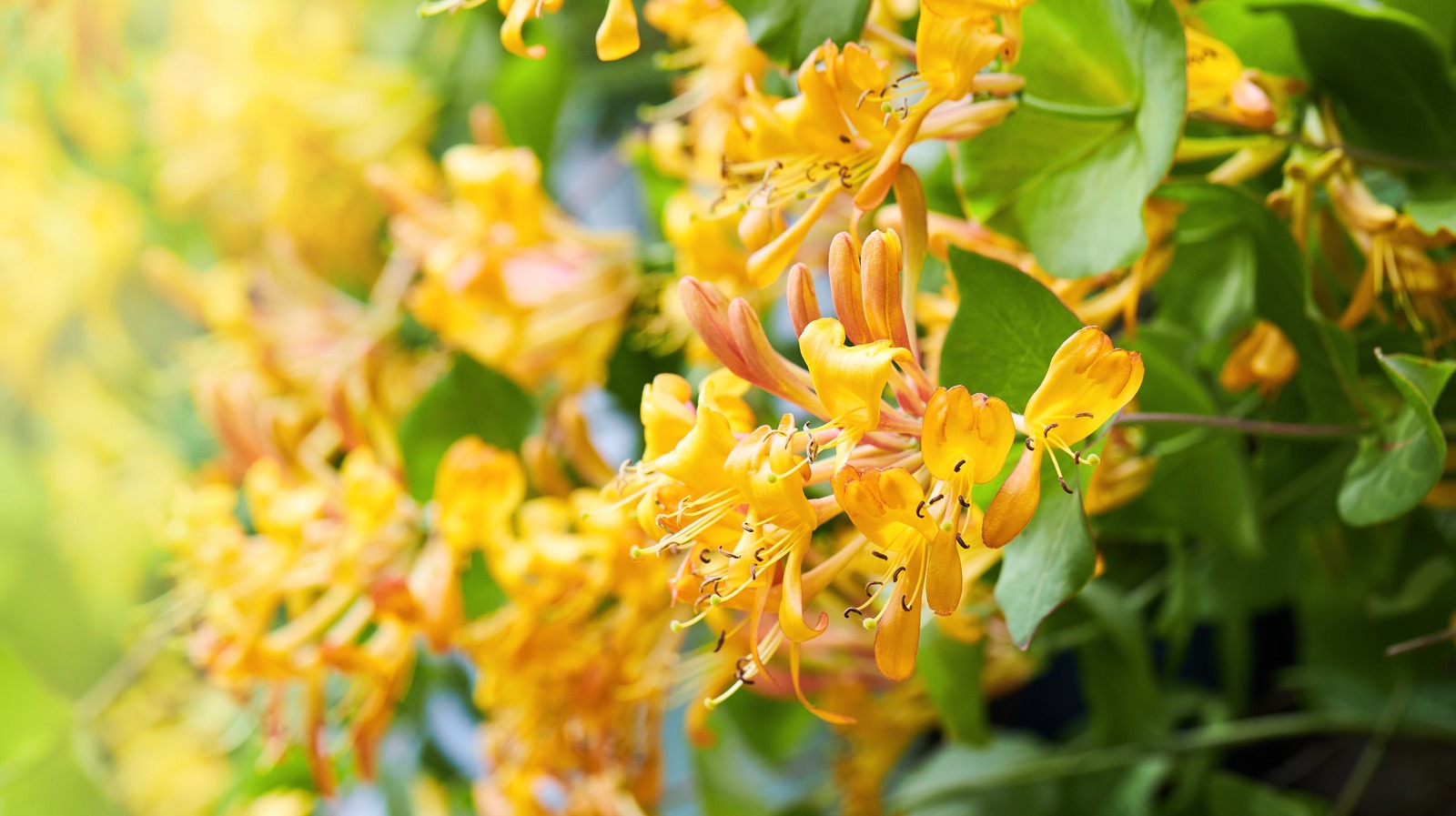 yellow honeysuckle flower