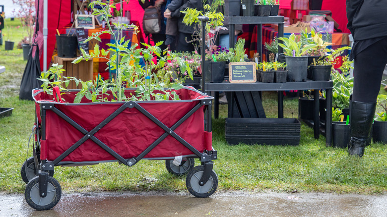 Shopping for tomato plant