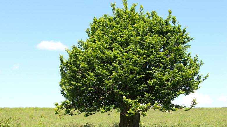 European hornbeam