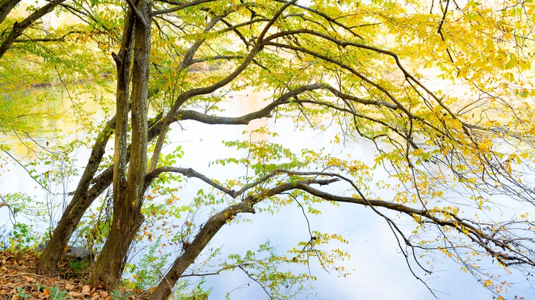 American hornbeam tree 