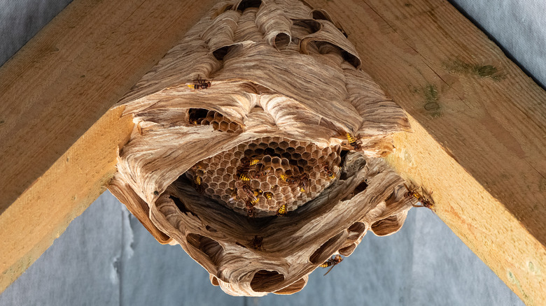 Hornets on nest 