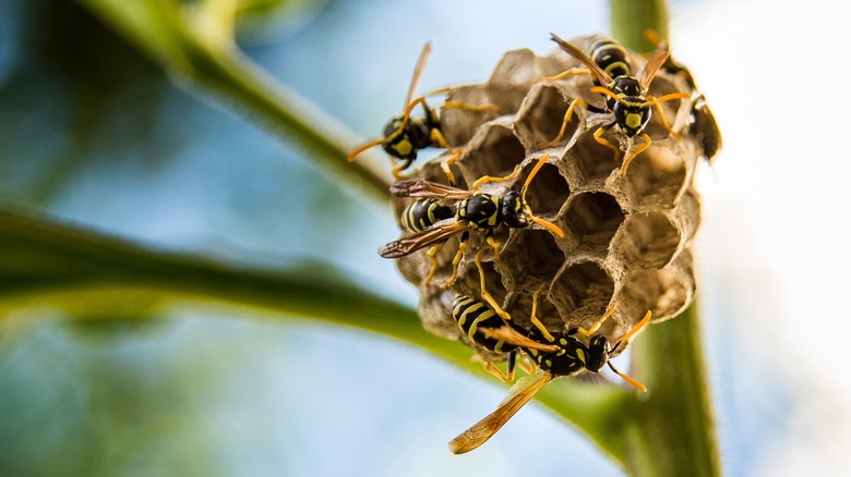 Wasps on nest