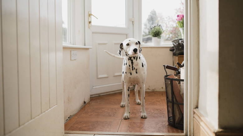 dog standing in entryway