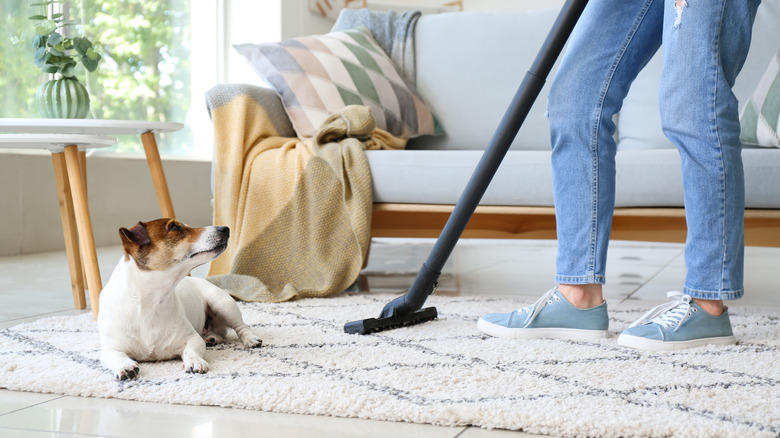 dog watching woman vacuum