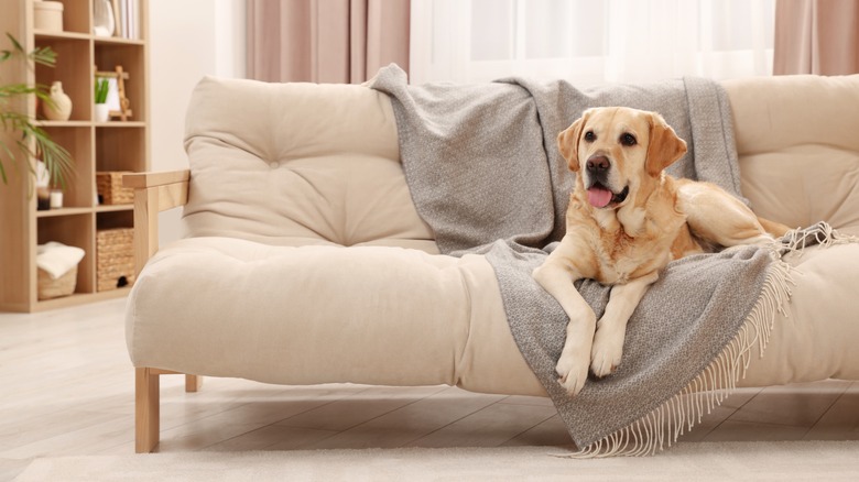 golden retriever on blanket on couch