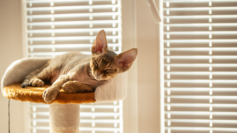 cat sleeping on scratching post