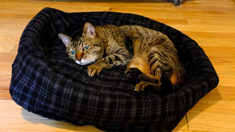 pool noodle cat bed