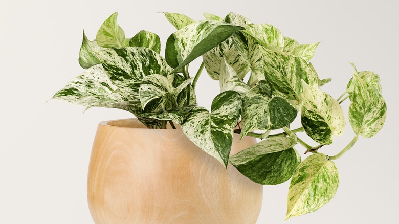 Marble queen pothos