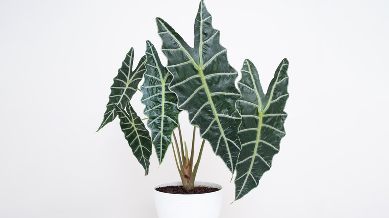 Alocasia polly plant