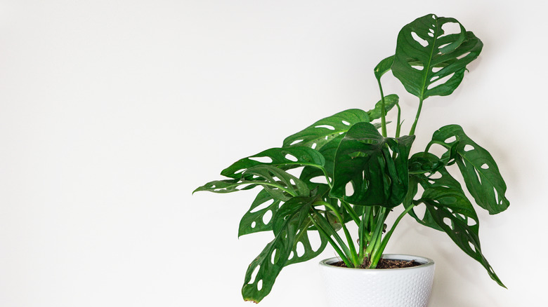 Monstera adansonii