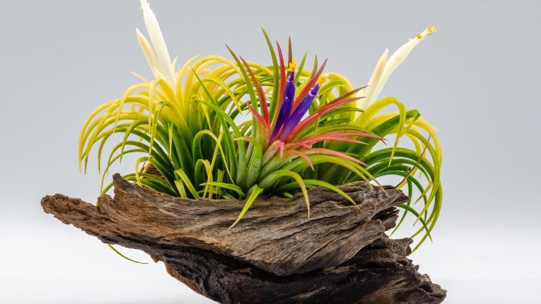 colorful air plant in bark