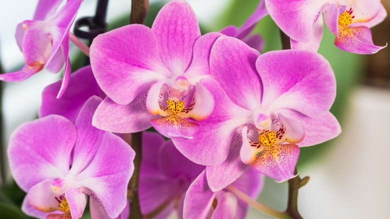 Closeup of pink orchids