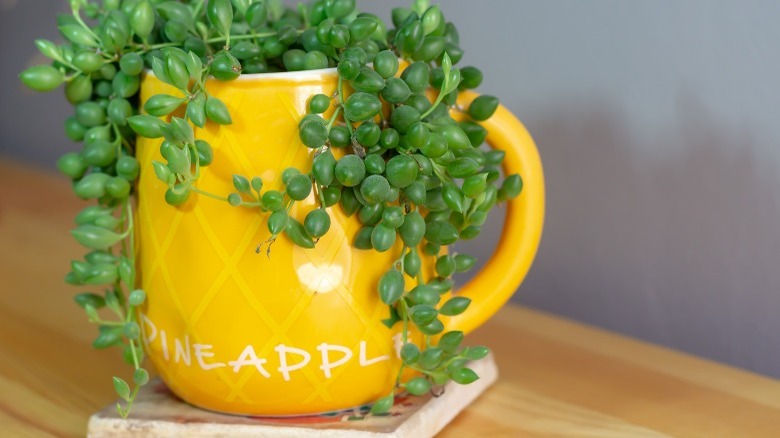 String of pearls plant in yellow mug