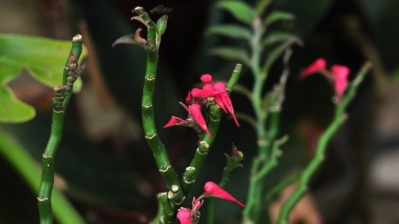 Flowering devil's backbone