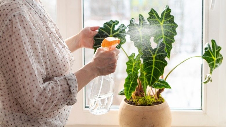 Person misting elephant ear plant