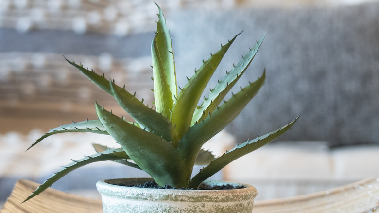 sharp aloe vera plant in pot