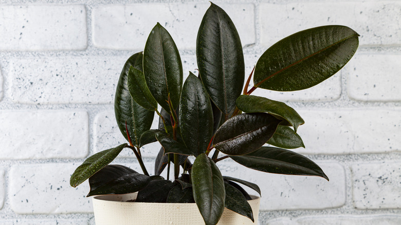 dark green rubber plant