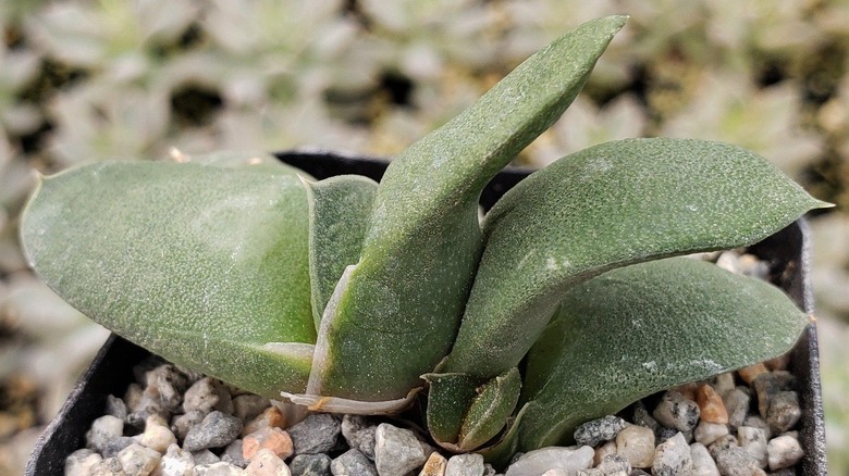 ox tongue succulent in rocks