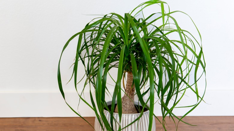 young ponytail palm in white pot