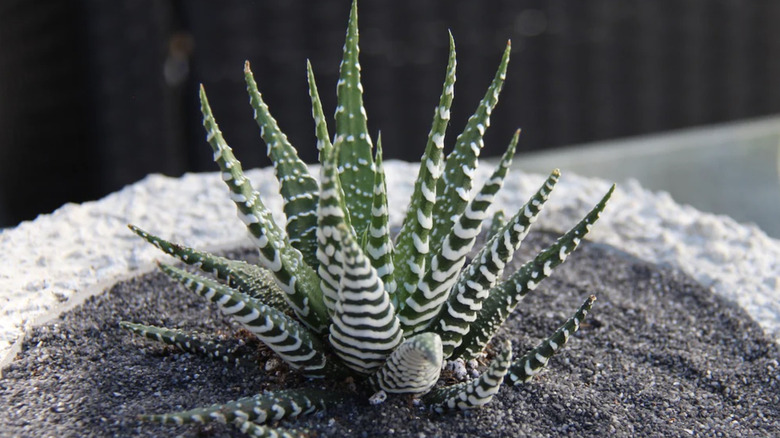 zebra succulent in soil