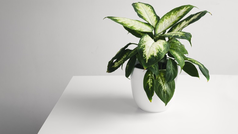 Dieffenbachia plant