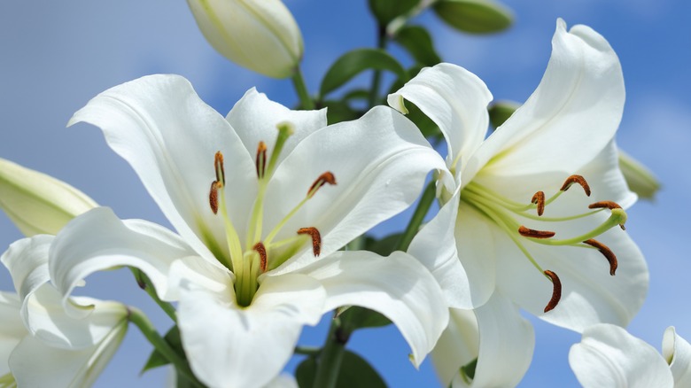 Easter lily blooms