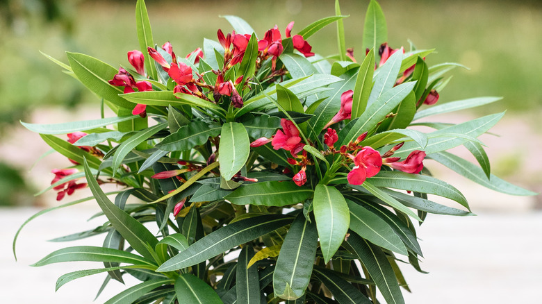 red oleander plant