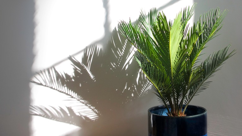 sago palm plant 