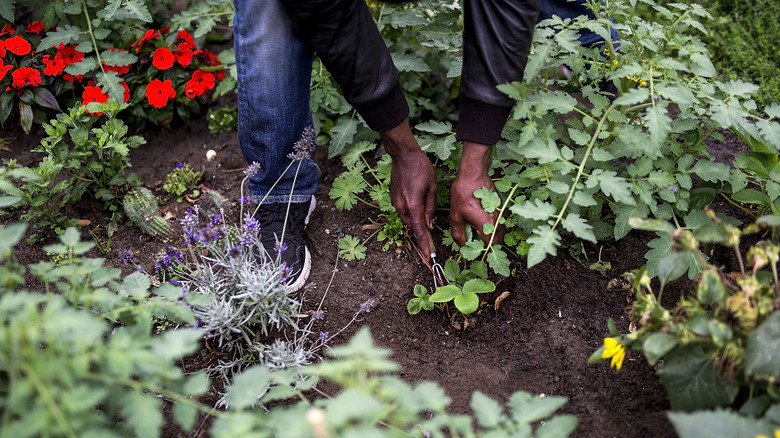 person pulling weeds