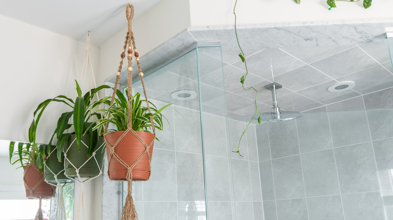 Plants hanging from ceiling