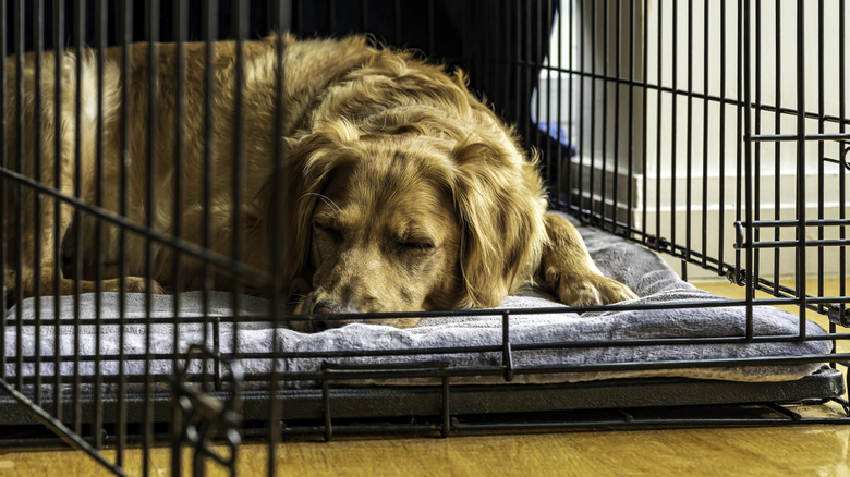 Dog in crate