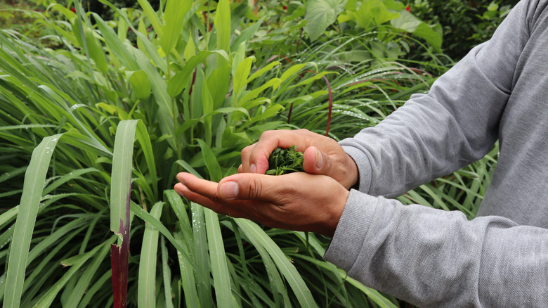 person holding cuttings from mosquito repelling plants