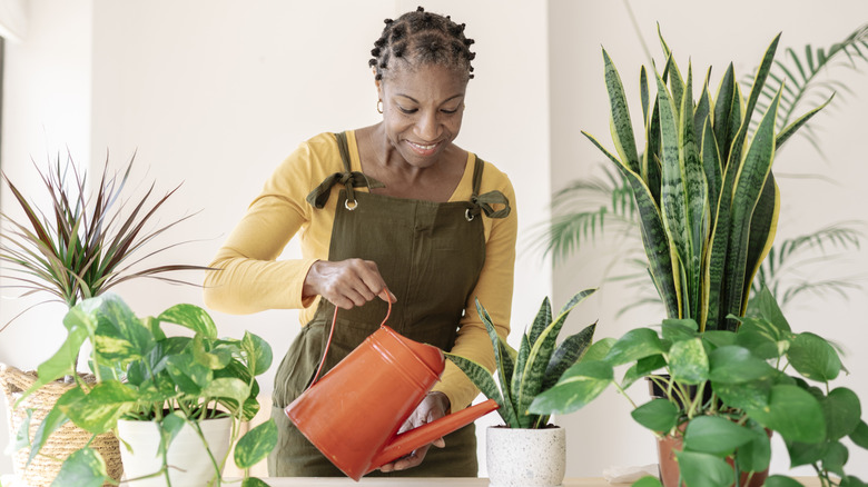 A woman is watering a potted houseplant.